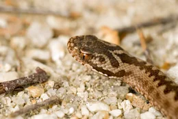 Im Bild: Die immer br&auml;unlich gef&auml;rbten Kreuzotter-Weibchen sind etwas gr&ouml;&szlig;er (bis maximal ca. 80cm lang) als die schwarz-grauen m&auml;nnlichen Kreuzottern.