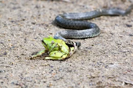 Im Bild: Ringelnatter beim fressen ihrer Beute einen Laubfrosch.