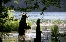 Braunb&auml;ren am Ufer der Plitvicer Seen.
