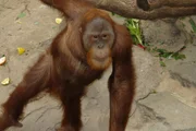 Klettern. Die Lieblingsbeschäftigung der Oran Utans im Tierpark Hagenbeck. Klettern. Die Lieblingsbeschäftigung der Oran Utans im Tierpark Hagenbeck.