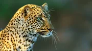 Im Laufe von 2,5 Jahren gelangen wunderschöne Aufnahmen von den Leoparden und ihrem Sozialleben. Im Laufe von 2,5 Jahren gelangen wunderschöne Aufnahmen von den Leoparden und ihrem Sozialleben.