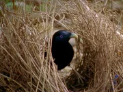 Der Seidenlaubenvogel baut einen prächtigen Balzplatz, die sogenannte Laube. Aus hunderten feiner Zweige wird ein symmetrisches Kunstwerk errichtet. Der Seidenlaubenvogel baut einen prächtigen Balzplatz, die sogenannte Laube. Aus hunderten feiner Zweige wird ein symmetrisches Kunstwerk errichtet.