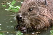 Der Biber ist entlang Elbe wieder flächendeckend zu finden. Sie fressen alles, was sie in der Uferregion finden: Gräser, Kräuter und frische Äste mit Blättern und Knospen. Der Biber ist entlang Elbe wieder flächendeckend zu finden. Sie fressen alles, was sie in der Uferregion finden: Gräser, Kräuter und frische Äste mit Blättern und Knospen.