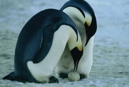 Pinguine br&uuml;ten ihren Nachwuchs gemeinsam aus.