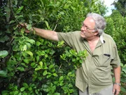 Der Yerba-Mate-Produzent Klaus Neumann auf seiner Plantage in Paraguay.