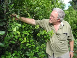 Der Yerba-Mate-Produzent Klaus Neumann auf seiner Plantage in Paraguay.