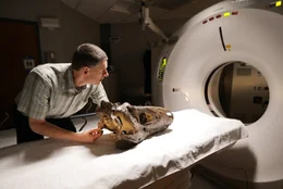 Dr. Lawrence Witmer bereiten den CT scan f&uuml;r einen nicht ausgewachsenen T-Rex Sch&auml;del im OhioHealth O'Bleness Hospital vor.