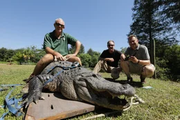 V.l.: Wes Moore, Dr. Gregory Erickson, Chris Packman bereiten sich vor, den Bisstest an einem amerikanischen Alligator in Alabama durchzuf&uuml;gen.