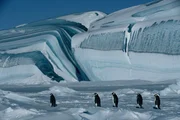Kaiserpinguine bei ihrer j&auml;hrlichen Reise zu ihren angestammten Brutpl&auml;tzen