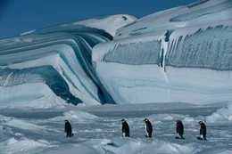 Kaiserpinguine bei ihrer j&auml;hrlichen Reise zu ihren angestammten Brutpl&auml;tzen
