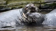 Abschied im Eismeer: Die Kegelrobben Szara und Zefir verlassen heute den Tierpark Hagenbeck. Abschied im Eismeer: Die Kegelrobben Szara und Zefir verlassen heute den Tierpark Hagenbeck.