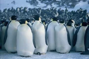 Kaiserpinguine bei ihrer j&auml;hrlichen Reise zu ihren angestammten Brutpl&auml;tzen
