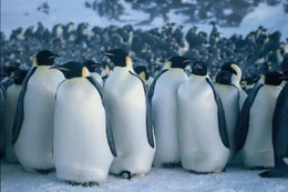 Kaiserpinguine bei ihrer j&auml;hrlichen Reise zu ihren angestammten Brutpl&auml;tzen