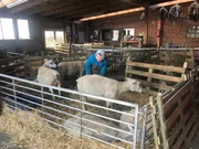 Die Schafe stehen im Trockenen. Bevor die Sturmflut kommt, müssen Kjell und seine Familie alle Tiere und Geräte rund um ihre Warft in Sicherheit bringen. Sie wohnen auf Nordstrandischmoor - einer Hallig vor der nordfriesischen Küste.