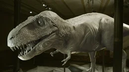 'Clay Look' des Tristan T-Rex