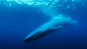 1989 st&ouml;&szlig;t die US-Navy im Pazifik auf ein mysteri&ouml;ses Tonsignal. F&uuml;r den Meeresbiologen Dr. Watkins ist nach einigen Monaten klar, dass es sich dabei um Walgesang handelt.  Die Verwendung des sendungsbezogenen Materials ist nur mit dem Hinweis und Verlinkung auf RTL+ gestattet.