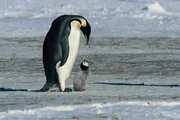 Eine weitere erstaunliche Eigenschaft der Kaiserpinguine ist ihre F&auml;higkeit, sich mit Hilfe der Stimme zu erkennen. Ein K&uuml;ken kann seine Eltern bereits nach zwei Zehntel-Sekunden einer Melodie erkennen und es kann sie selbst dann identifizieren, wenn andere Pinguine um es herum laut singen ...