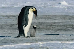 Eine weitere erstaunliche Eigenschaft der Kaiserpinguine ist ihre F&auml;higkeit, sich mit Hilfe der Stimme zu erkennen. Ein K&uuml;ken kann seine Eltern bereits nach zwei Zehntel-Sekunden einer Melodie erkennen und es kann sie selbst dann identifizieren, wenn andere Pinguine um es herum laut singen ...