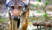 Wölfe auf dem Vormarsch. Seit einem guten Jahrzehnt leben wieder Wölfe in Deutschland: Ein aus Polen eingewandertes Wolfspaar machte den Anfang - in der Lausitz! Wölfe auf dem Vormarsch. Seit einem guten Jahrzehnt leben wieder Wölfe in Deutschland: Ein aus Polen eingewandertes Wolfspaar machte den Anfang - in der Lausitz!
