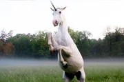 Kann ein Einhorn auch gefährlich werden? Kann ein Einhorn auch gefährlich werden?