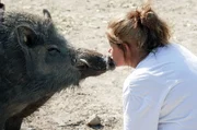 Nie hätte Sabine Landais gedacht, dass sie eines Tages Wildschweine halten und eine enge Bindung zu ihnen aufbauen würde.