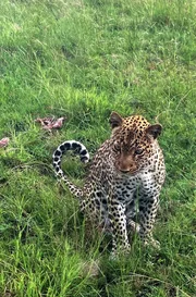 Leopardin im Queen-Elizabeth-Nationalpark. Leopardin im Queen-Elizabeth-Nationalpark.