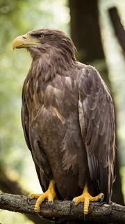 Zurückgekehrt: 50 Jahre galt er in Österreich als ausgestorben. Nun ist er wieder da – der Seeadler. Zurückgekehrt: 50 Jahre galt er in Österreich als ausgestorben. Nun ist er wieder da – der Seeadler.