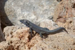 Die schwarze balearische Eidechse ist auf den Hauptinseln bereits ausgestorben. Aber auf der unbewohnten Insel de l&rsquo;Aire vor Menorca lebt sie noch ungest&ouml;rt.