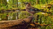 Kleine Tümpel im Wald sind wichtig für die Tiere des Waldes. Sei es, als ‘Badewanne‘ oder Trinkwasserquelle. Kleine Tümpel im Wald sind wichtig für die Tiere des Waldes. Sei es, als ‘Badewanne‘ oder Trinkwasserquelle.