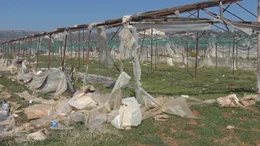 Das Recycling von Kunststoffplanen f&uuml;r Gew&auml;chsh&auml;user wird durch die EU bezuschusst. Die Masche der Mafia: Anstatt die Planen zu recyceln, werden sie verbrannt, vergraben &ndash; oder gar nicht erst entsorgt.