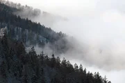 An der Kandel prallen die Nebelwolken vom Rheintal gegen den Bergmischwald. An der Kandel prallen die Nebelwolken vom Rheintal gegen den Bergmischwald.