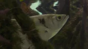 An Archer fish is so smart it shoots its prey off the foliage. An Archer fish is so smart it shoots its prey off the foliage.