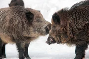 Wildschweine sind in den eher nahrungsärmeren Waldgebieten häufiger anzutreffen. Wildschweine sind in den eher nahrungsärmeren Waldgebieten häufiger anzutreffen.