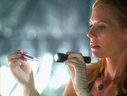 Eine Pferdepflegerin wurde tot neben ihrem Tier aufgefunden. Am Tatort findet Catherine (Marg Helgenberger) Tabak einer kubanischen Zigarre. Ein Hinweis auf den T&auml;ter?
