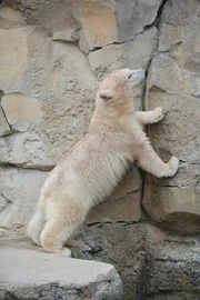 Taufe für Eisbärin Lale.