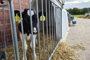 Bullenkalb auf einem konventionellen Hof steht in einer typischen „Kälberbucht“. Bullenkalb auf einem konventionellen Hof steht in einer typischen „Kälberbucht“.