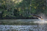 Der Golfstör ist ein lebendes Fossil. Dieser Fisch wird an die drei Meter lang und ist mittlerweile eine gefährdete Art. Eines seiner letzten Rückzugsgebiete ist der Suwanee River in Florida. Wenn sich die Störe hier vor der Laichsaison versammeln, springen die Männchen aus dem Wasser, um mit dem Aufklatschen weithin auf sich aufmerksam zu machen.