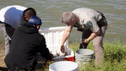 Fish and Game Officers Gerry Amundson checking fish sizes.