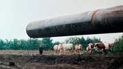 Landwirt mit Kühen an der Baustelle „Drushba-Trasse“, 1970er, Ukraine Landwirt mit Kühen an der Baustelle „Drushba-Trasse“, 1970er, Ukraine