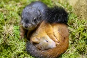 Im Alter von sechs bis acht Wochen werden kleine Eichhörnchen immer unruhiger und wollen das Nest verlassen.
