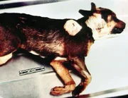 Der Hund, "Chief", des ermordeten Paares führt die Polizei auf die richtige Spur des Täters. Der Hund, "Chief", des ermordeten Paares führt die Polizei auf die richtige Spur des Täters.