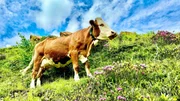 Kuh auf der Alm.