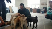 Antonio Ballatore swarmed by puppies.
