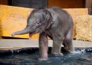 Ein Elefantenbaby muss sich verstecken. Ein Elefantenbaby muss sich verstecken.