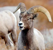 Nur noch 600 Sierra Dickhornschafe leben in freier Wildbahn.