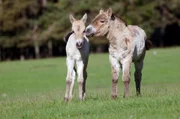 Diese Fohlen sind Przewalski, benannt nach dem russischen Forscher, der sie Ende des 19. Jahrhunderts in Zentralasien entdeckt hat. Heute gibt es nur noch 2.000 Exemplare. Im Reservat Monts d'Azur ist jede Geburt ein weiterer Schritt zu ihrer Erhaltung. Diese Fohlen sind Przewalski, benannt nach dem russischen Forscher, der sie Ende des 19. Jahrhunderts in Zentralasien entdeckt hat. Heute gibt es nur noch 2.000 Exemplare. Im Reservat Monts d'Azur ist jede Geburt ein weiterer Schritt zu ihrer Erhaltung.