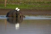 Hippo als schwimmende Insel f&uuml;r Kuhreiher.