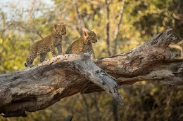 Die Leopardin &ldquo;Olimba&rdquo; betrachtet ihre Jungen, die auf einem Baum klettern.