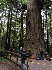 Baumpfleger müssen gute Kletterer sein. Die ersten Meter müssen stets mit dem Seil bewältigt werden.