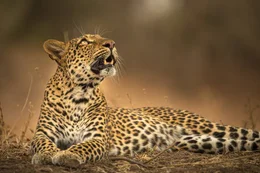 Die Leopardin &ldquo;Olimba&rdquo; betrachtet ihre Jungen, die sich im Hohlraum eines Baumes tummeln.